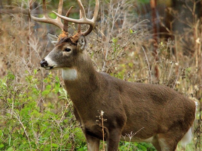 Buck, Joe Forma photo