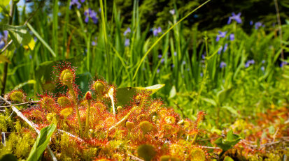 Floating Fen Preserve Photo by Erik Danielson