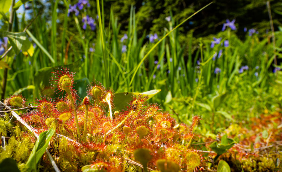 Floating Fen Preserve Photo by Erik Danielson