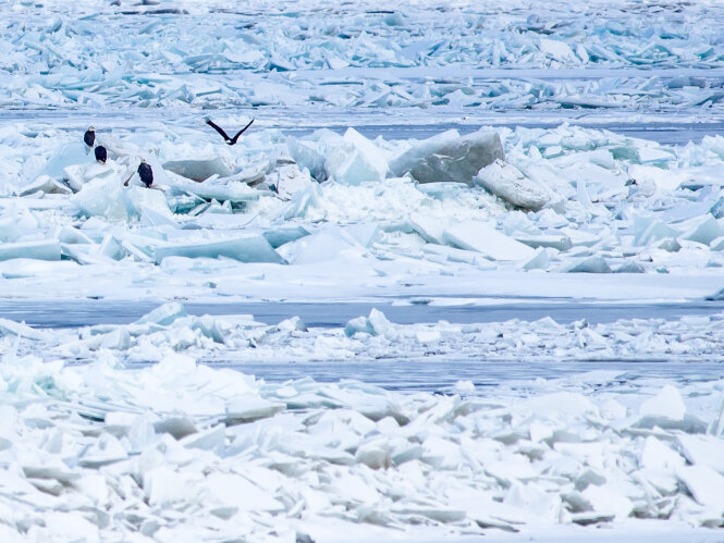 Bald Eagles on Lake Erie in winter