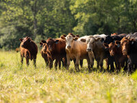 Heron Farm Cows