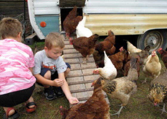 boy tending to a chicken coop