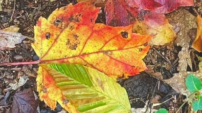 Leaves in Dobbins Woods
