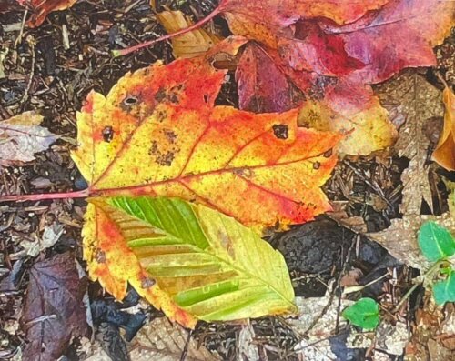 Leaves in Dobbins Woods