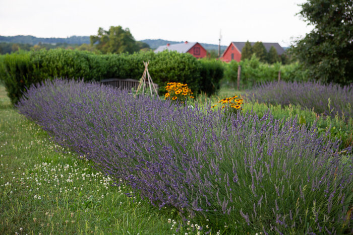 Johnson Estate Winery vineyards and flowers