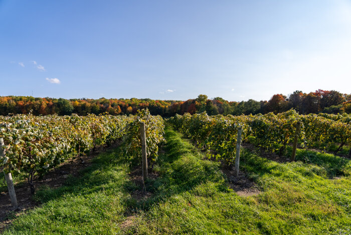 vineyard fall