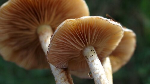 Mycology Citizen Science