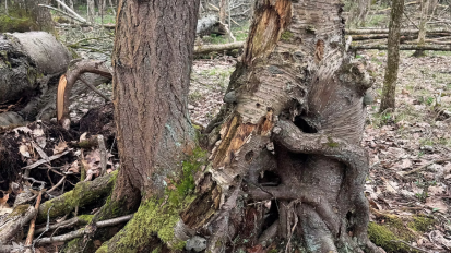 Into the Woods a Forest Stewardship Hike