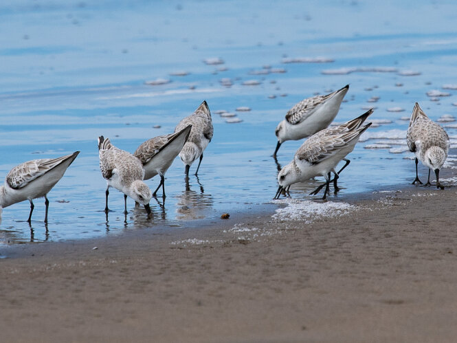 Sanderling by Twan Leenders