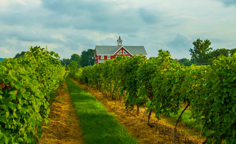Lake Erie Wine Country vineyards at Johnson Estate Winery