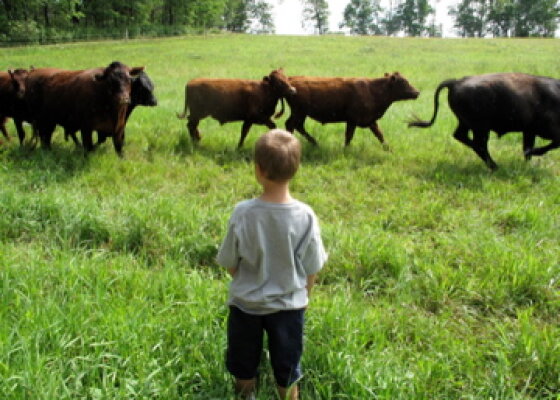 Boy watching cattle in a pasture