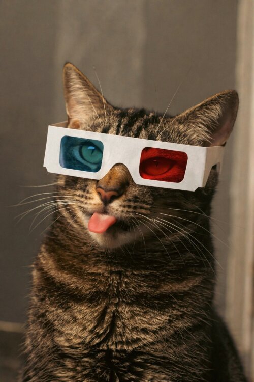 catvideofest