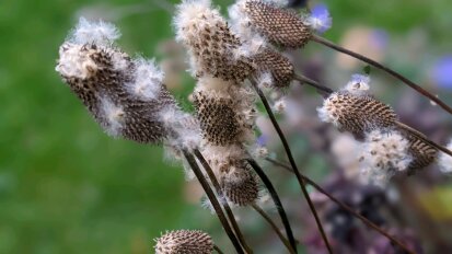 Native Seed Workshop