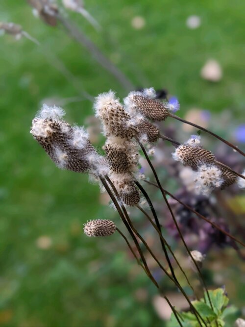 Native Seed Workshop