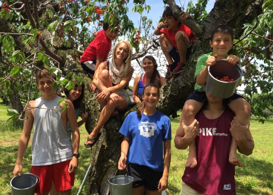 Cherry Picking in Chautauqua County
