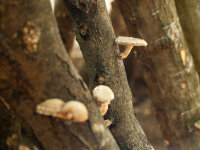 Heron Farm Shiitake Mushrooms