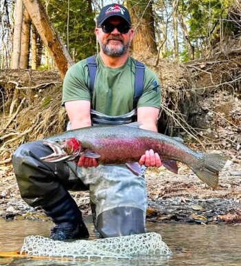 Steelhead in Lake Erie tributaries