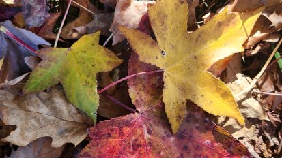 Little Explorers Falling Leaves at Audubon