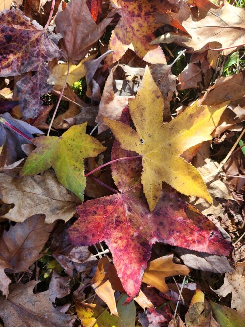 Little Explorers Falling Leaves at Audubon