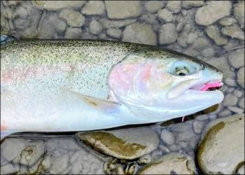 Fresh run steelhead are often fooled by tiny jig head lures with artificial worm trailers. Andrew Frelock photo.