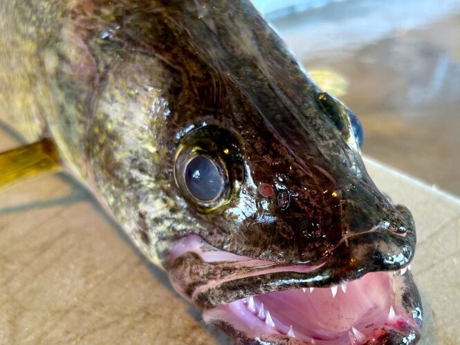Walleye with teeth Lake Erie by Dr Peter Brookes