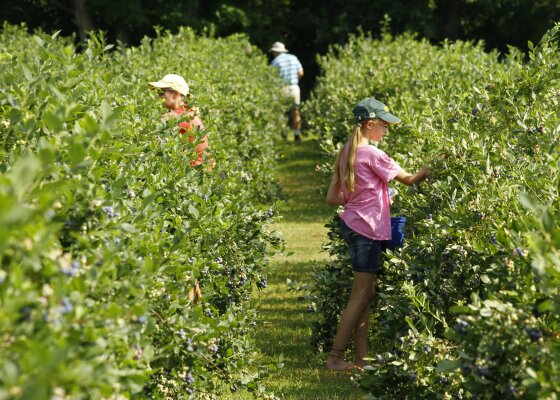 Three people picking fresh blueberries