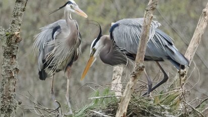 Bird Behaviors Everwild Land Trust