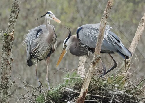Bird Behaviors Everwild Land Trust