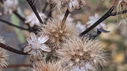 Native Seed Workshop