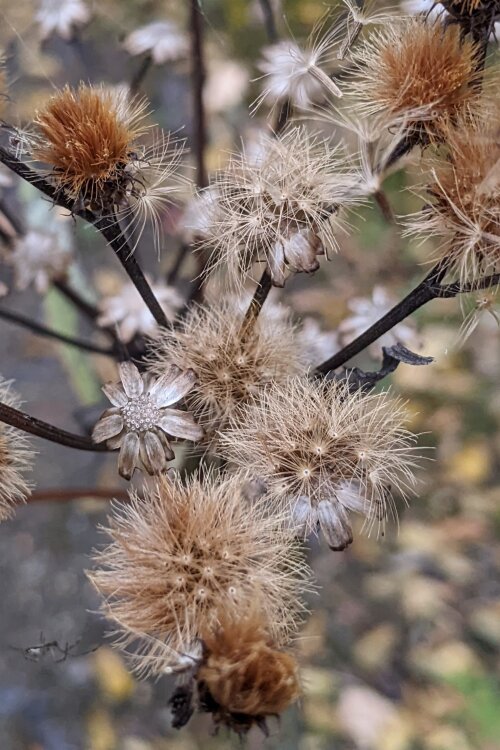 Native Seed Workshop