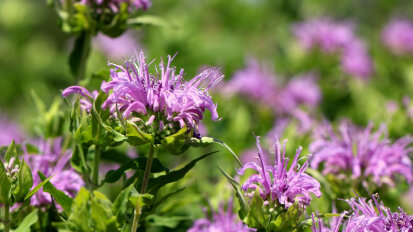 Native plant discovery hike