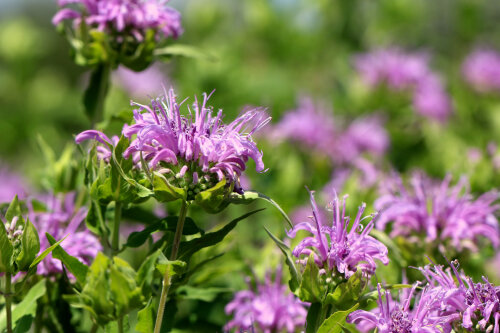 Native plant discovery hike