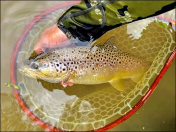 Brown Trout in Steelhead Alley are an occasional catch that provide a pleasant surprise for steelhead anglers. Adam McInerney photo