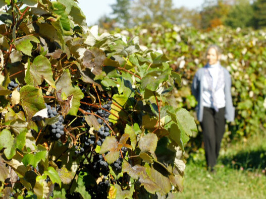 Must-See-Lake-Erie-Grape-Region
