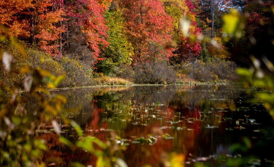 Kara Frisina Autumn Landscape College Lodge Forest