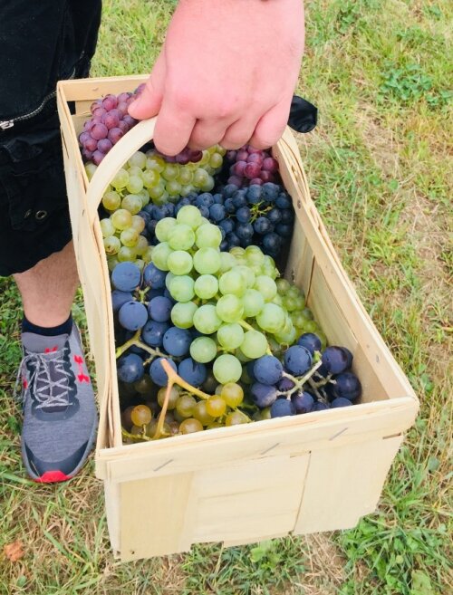 Johnson Estate Winery Great Grape Walk Basket with Grapes