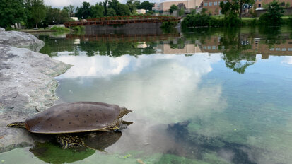 Turtle on Chadakoin River in Jamestown