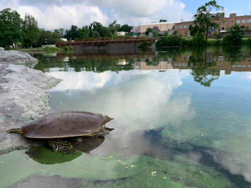 Turtle on Chadakoin River in Jamestown