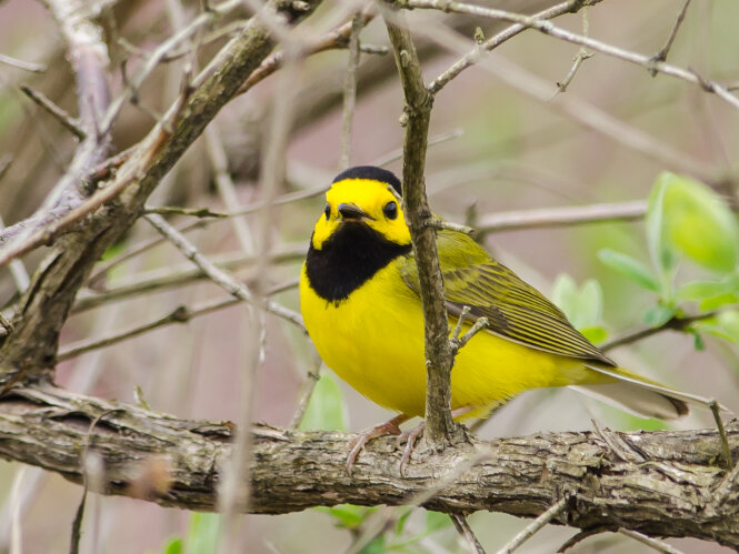 Hooded Warbler by Twan Leenders