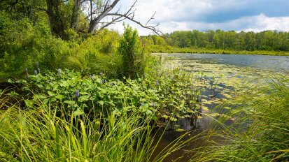 Everwild Land Trust Nature Preserve