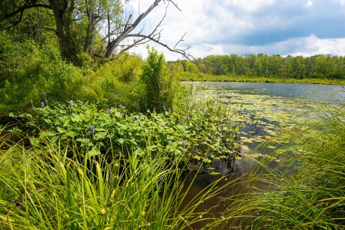 Everwild Land Trust Nature Preserve