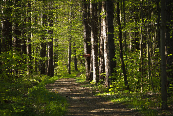 hiking trail in Chautauqua County