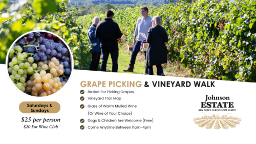 Grape Picking and Vineyard Walks Johnson Estate Winery