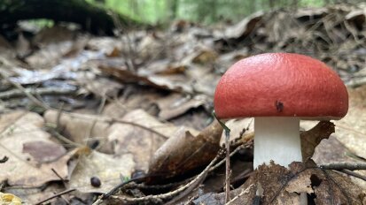 Little Explorers Fantastic Fungi at Audubon
