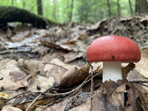 Little Explorers Fantastic Fungi at Audubon