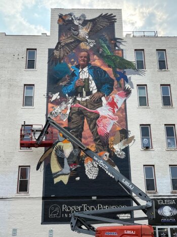 Roger Tory Peterson Mural in progress