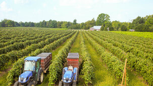 GrapeHarvest-Lake-Erie-Grape-Belt-LR