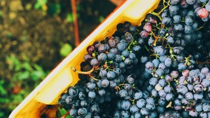 21 Brix Grapes