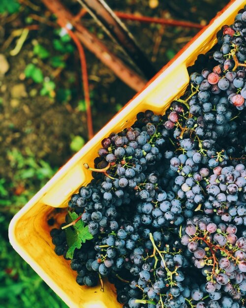 21 Brix Grapes