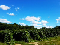 Merritt Estate Winery Vineyards